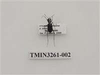 藏品(小十星虎甲蟲)的圖片